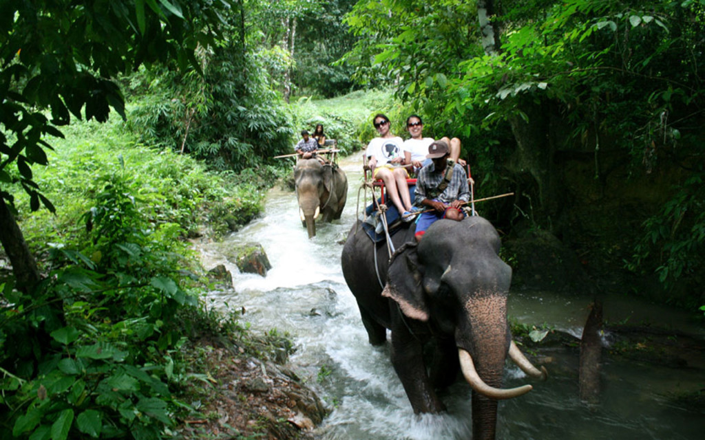 Elephant Safari