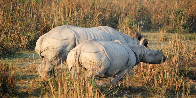 Best Assam Tour Packages from Chennai Best Assam Tour Packages from Chennai