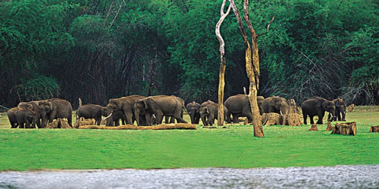 Best Kerala Wayanad Tour Packages from Chennai Best Kerala Wayanad Tour Packages from Chennai